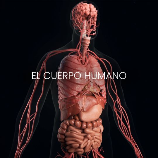 Anatomical illustration of the human body showing the brain, organs and blood vessels.