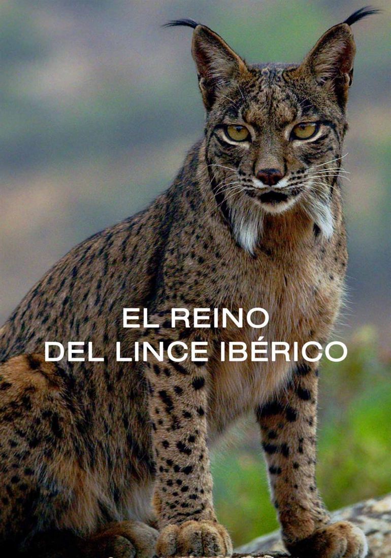 An Iberian lynx sitting against a blurred green background.