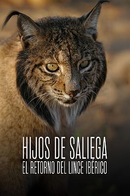 Close-up of an Iberian lynx's face.