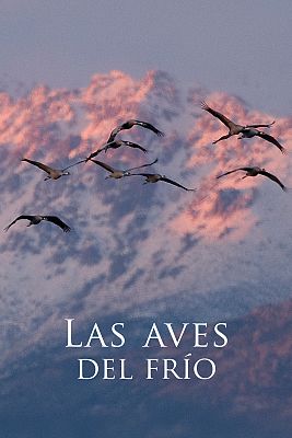 A flock of birds flying past snowy mountains tinged with pink.